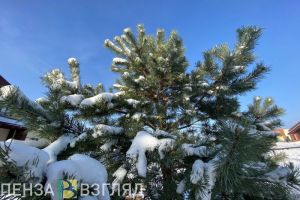 От -1 до -16: погода в Пензенской области 18 февраля будет неустойчивой
