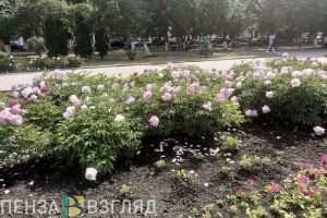 Пензенцев предупредили об уголовной ответственности за выращивание цветка