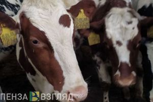 В 2024 году в Пензенской области произвели 28,8 тысячи тонн молока