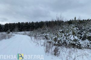 Жителям Пензенской области пообещали комфортную погоду в ближайшие три дня