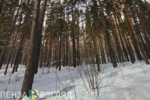 В среду в Пензенской области обещают мороз до -17 градусов