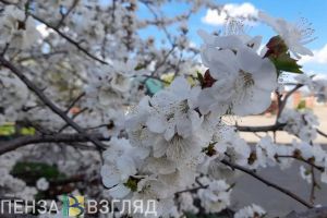 Пензенцы узнали ответ на вопрос о том, когда придет весна