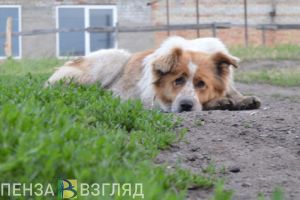 Пензенцы узнали о планах умерщвлять бездомных собак в некоторых регионах России
