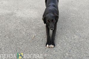 Златогорский прокомментировал проблему бродячих собак в Кузнецке