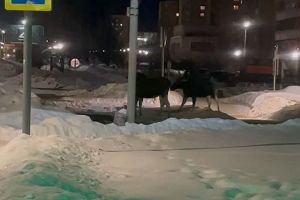 На улице Ленина в Заречном прохожие сняли на видео группу из 6 лосей