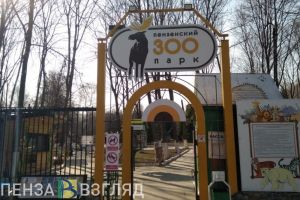 Пензенцам ответили на вопросы про жирафа в зоопарке