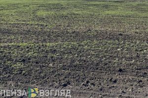 За нарушения в обеспечении плодородия земель пензенцев могут начать штрафовать