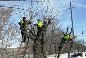 В Пензе на «красных линиях» кронируют деревья