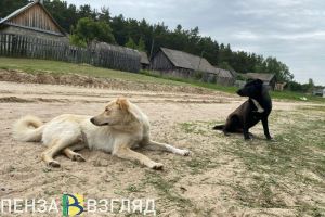 В Пензенской области бесплатно  стерилизовали 1250 собак