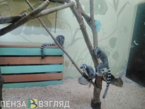 Стало известно, кто из животных появится в Пензенском зоопарке