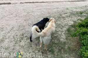 В Мокшанском районе готовы потратить 191 тысячу рублей на безнадзорных животных