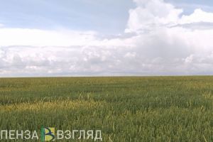 Пензенцев будут штрафовать за нарушения в обеспечении плодородия земель