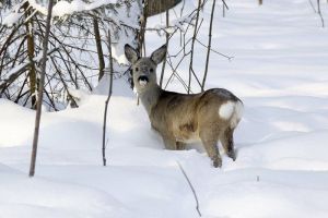 В Пензенской области браконьер убил самку косули со снегохода