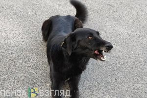 В Заречном ищут компанию-подрядчика по отлову безнадзорных собак