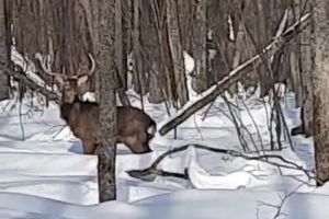 В пензенском лесу удалось запечатлеть двух оленей