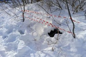 В Пензе спасатели помогли женщине, собака которой провалилась в колодец