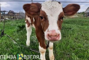 В Пензенской области за месяц произвели 39,5 тысячи тонн скота и птицы