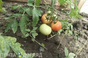 Пензенским дачникам напомнили о грозящих им штрафах