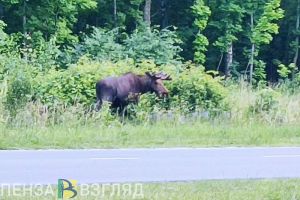 За убитого самца лося житель Пензенской области заплатит 240 тысяч рублей