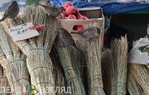 В Пензе насчитали более 1400 воробьев
