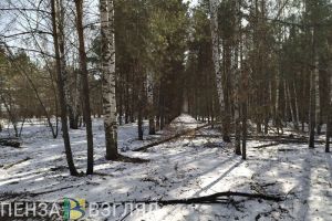 27 марта в Пензенской области прогнозируют мощные порывы ветра