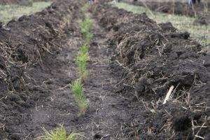 В Пензенской области запланировано лесовосстановление на площади 983 га