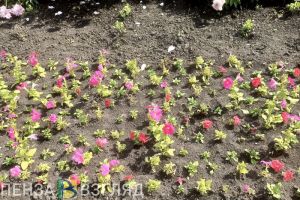 В Ахунах обустроят клумбы и сделают тротуар на ул. Спартаковской