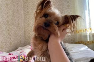 Собак с владельцами в Кузнецке распознают по фотографиям