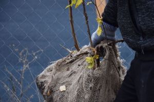 Стало известно, деревья какого возраста высаживают на улицах Пензы