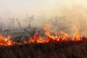 Первые палы травы зафиксированы в Пензенской области