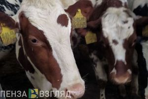 Колышлеец украл почти полторы тонны комбикорма, чтобы прокормить животных