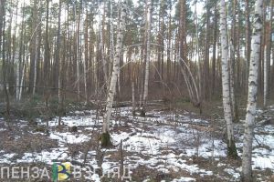 Пожароопасный сезон объявлен в лесах Пензенской области с 5 апреля