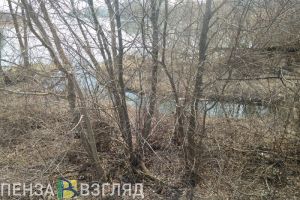 Дети из Пензы и Сердобска пострадали от нападения клещей