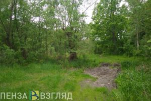 В Белинском районе активно восстанавливают дендрарий
