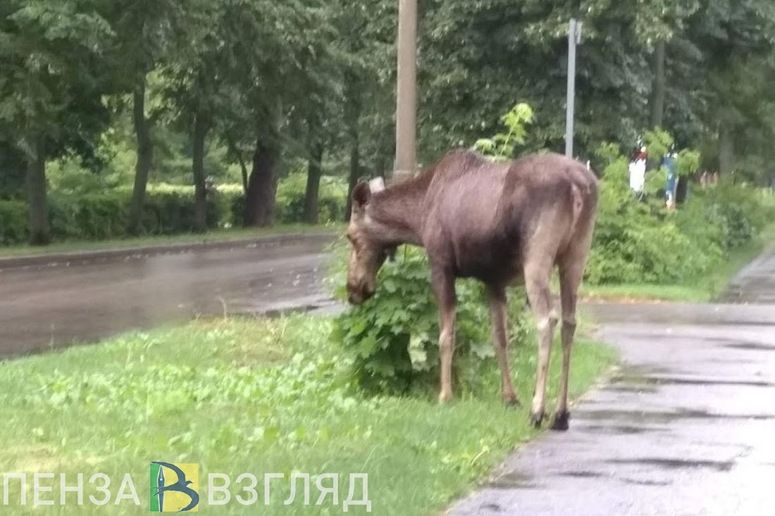 В Заречном местные жители обнаружили мертвого лосенка