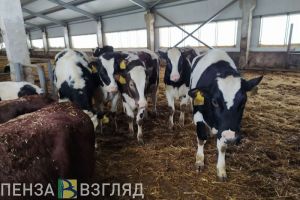 Жителей Пензенской области хотят наказывать за неправильное обращение с навозом