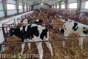 В Пензенской области произвели на 30,4% больше молока, чем в прошлом году