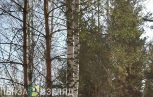 Пензенцам объяснили, как не погубить дерево при сборе березового сока