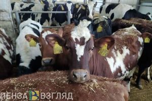 В Пензенской области на 20,1% увеличилось производство молока