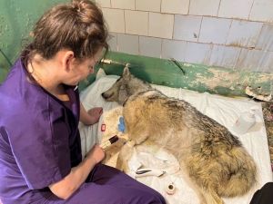 Пензенские специалисты лечат спасенных при паводке в Оренбургской области животных