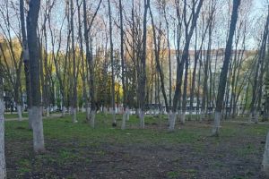 В пензенском Минлесхозе прокомментировали ситуацию с мертвыми птенцами в парке
