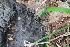 В Земетчинском районе нашли следы бурого медведя