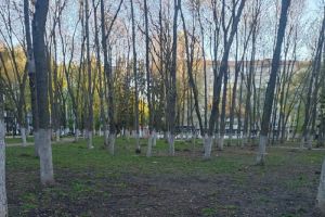Мертвые птицы в парке Ульяновых, нападение с ножом в ТЦ, новые меры поддержки для пензенцев – новости Пензы и области за 24 апреля