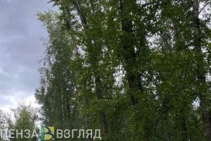 Инцидент с птицами: в Пензе объяснили, почему деревья в парке не обрезали раньше