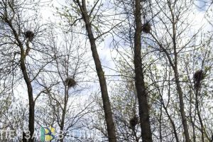 Сотрудников Детского парка могут привлечь к ответственности за мертвых птиц