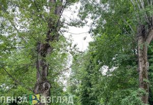 Алина Можачкина-Грибанова прокомментировала инцидент с птицами в пензенском парке