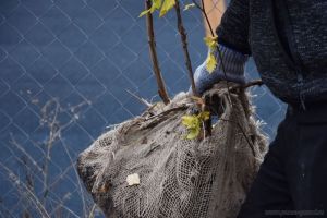 Пензенское УЖКХ просят выдать саженцы для озеленения города