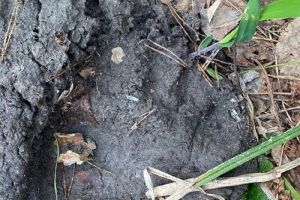 В Пензенской области медведь прошел рядом с жилым домом
