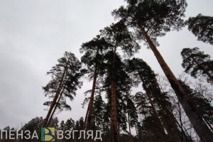 Пензенец незаконно вырубил деревья в Ахунах на 9,5 млн рублей