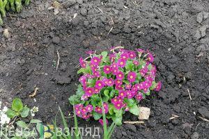 Оформление клумб в Пензе отложили из-за непогоды